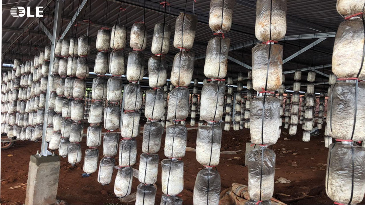 Mô hình trồng nấm sử dụng máy biến áp năng lượng mặt trời LE tại Việt Nam